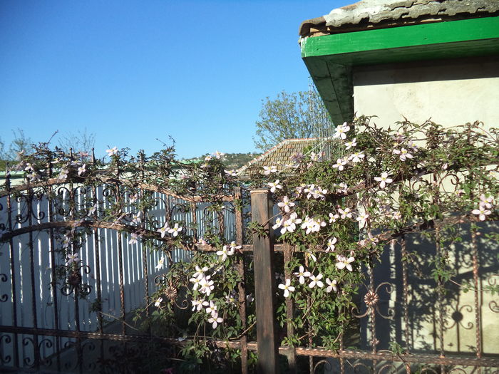 DSC08110 - CLEMATITE