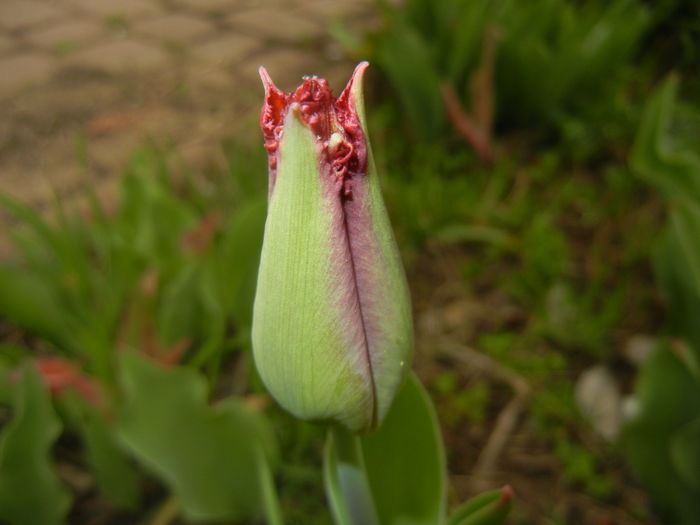 Tulipa Pacific Pearl (2016, April 08) - Tulipa Pacific Pearl