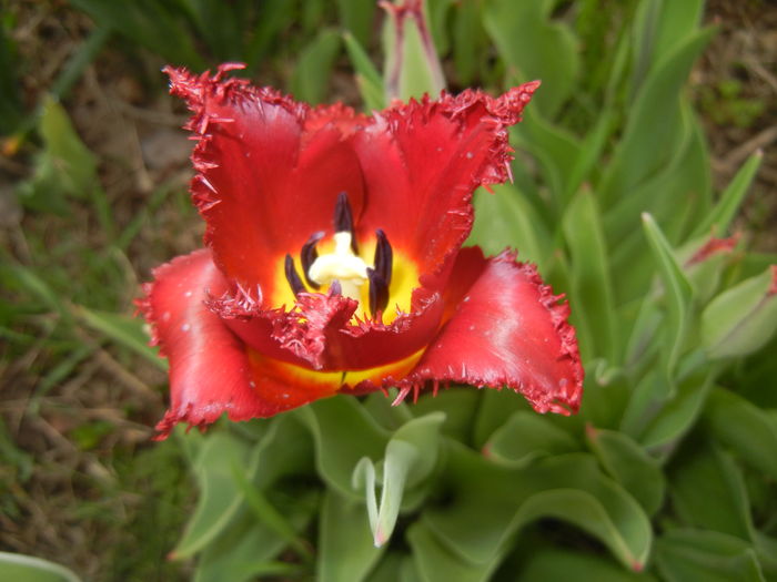 Tulipa Pacific Pearl (2016, April 08)