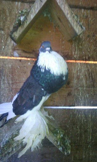 12722093_972180636181953_980616591_n