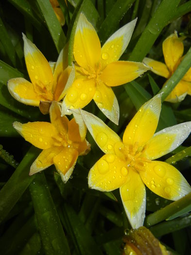 Tulipa Tarda (2016, April 08) - Tulipa Tarda