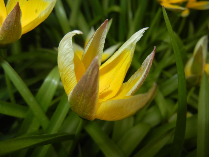 Tulipa Tarda (2016, April 08)