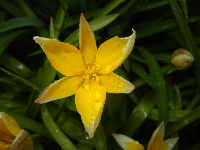 Tulipa Tarda (2016, April 08)