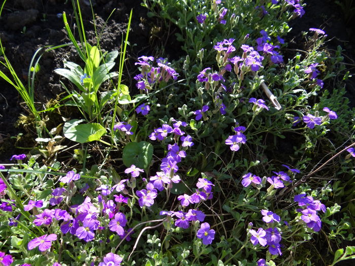 aubretia - Jurnal de Prier