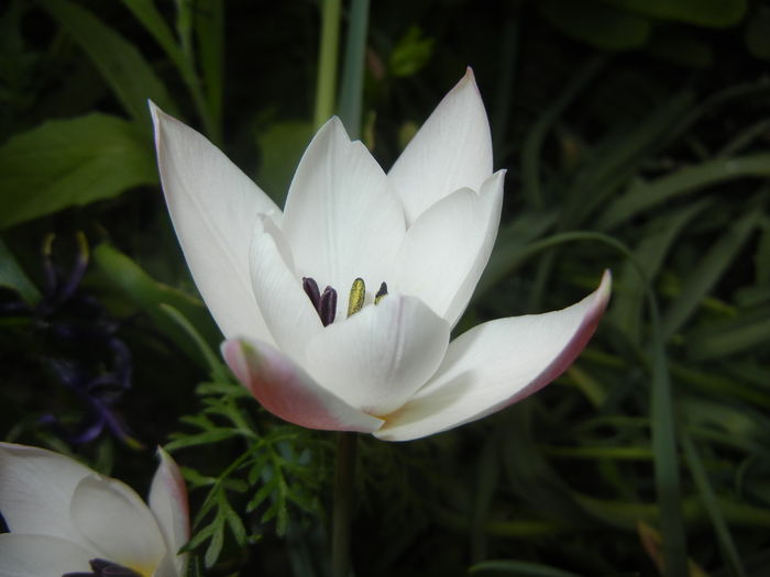 Tulipa Peppermint Stick (2016, April 08) - Tulipa Peppermint Stick