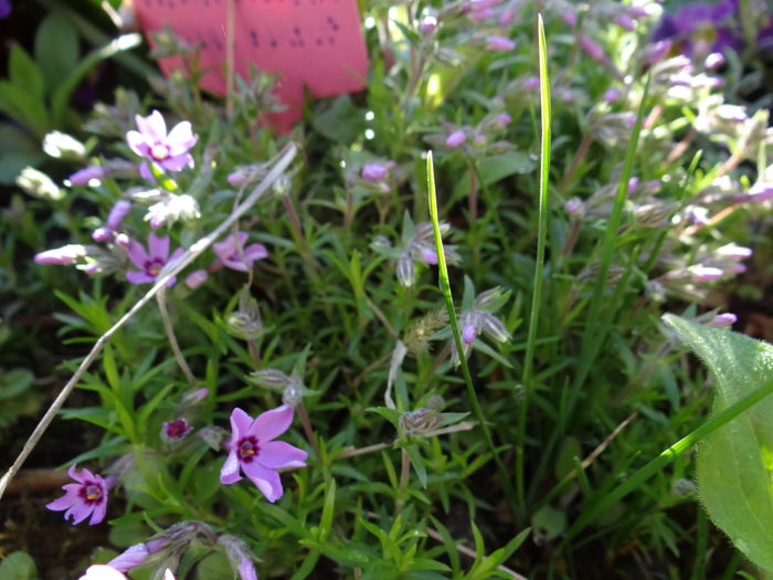 phlox subulata - Jurnal de Prier