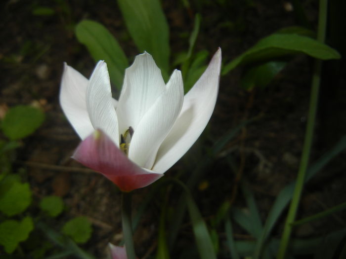 Tulipa Peppermint Stick (2016, April 08)