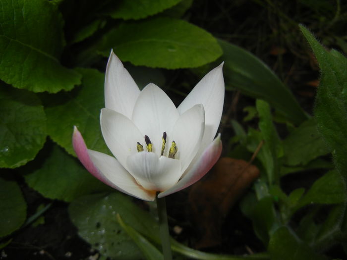 Tulipa Peppermint Stick (2016, April 08) Tulipa Peppermint Stick (2016, April 08)