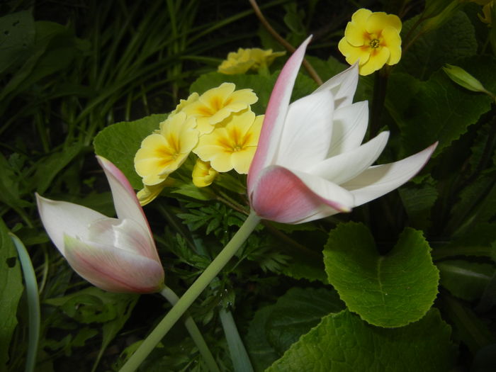 Tulipa Peppermint Stick (2016, April 08) Tulipa Peppermint Stick (2016, April 08)