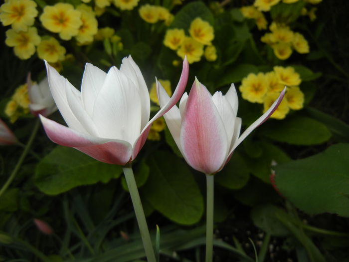 Tulipa Peppermint Stick (2016, April 08) Tulipa Peppermint Stick (2016, April 08)