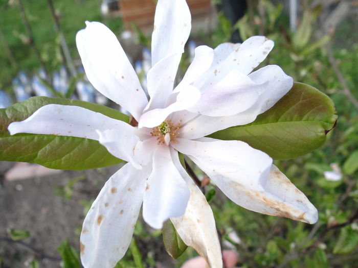 ...de magnolie - Jurnal de Prier