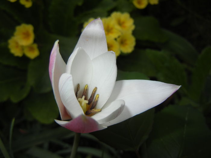 Tulipa Peppermint Stick (2016, April 09) Tulipa Peppermint Stick (2016, April 09)