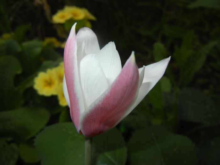 Tulipa Peppermint Stick (2016, April 09)
