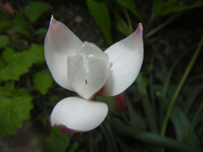 Tulipa Peppermint Stick (2016, April 09) Tulipa Peppermint Stick (2016, April 09)