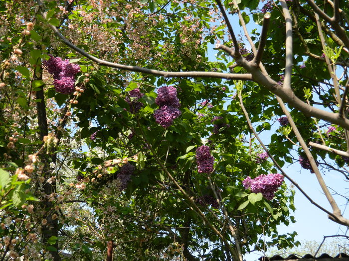 DSCN4904