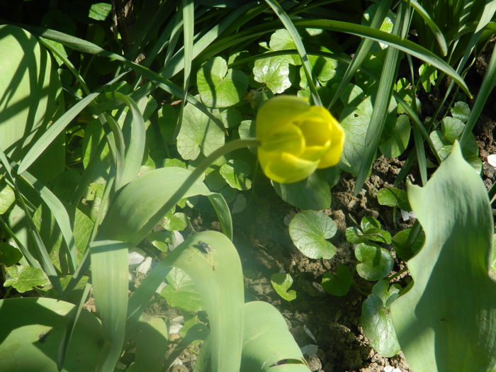 DSCN4932 - 2016 APRILIE 2