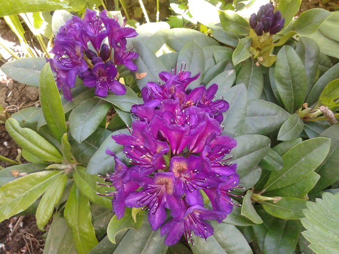 20160417_144250 - AZALEE SI  RHODODENDRONI