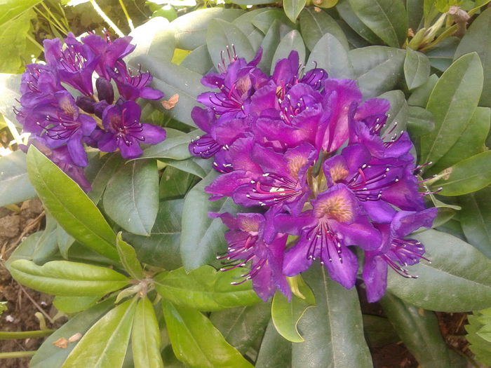 20160417_144235 - AZALEE SI  RHODODENDRONI