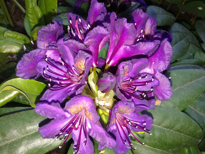 20160416_191338 - AZALEE SI  RHODODENDRONI