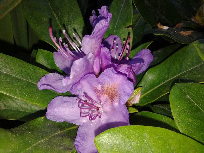 CATAWBIENSE GRANDIFLORUM - AZALEE SI  RHODODENDRONI