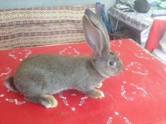 Ro 24 2638(M)Bolya+Knoll!! Ro 24 2638(M)Bolya+Knoll!!