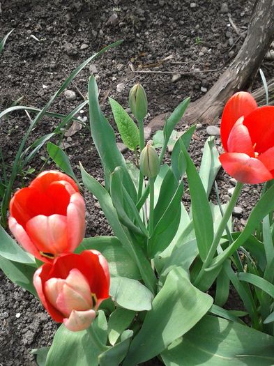 20160410_122154 - PRIMAVARA SUFLETULUI MEU