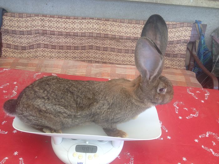 Ro 18 1622(F)Knoll+Christa Jaus!; 3luni-4,8kg
 Ro 18 1622(F)Knoll+Christa Jaus!; 3luni-4,8kg