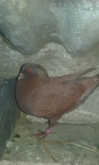 20160417_174245 - Porumbei
