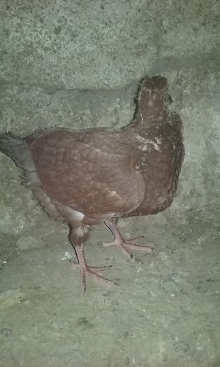 20160417_173953 - Porumbei
