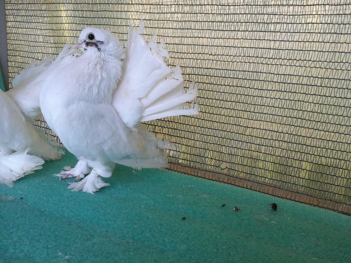 Masculi 2015, 5341; 100 lei; din linia cozilor rosii
