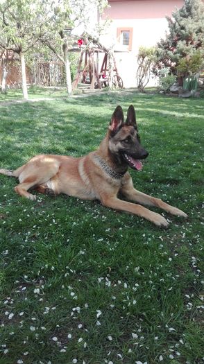 IMG_20160417_165039 - CIOBANESC MALINOIS