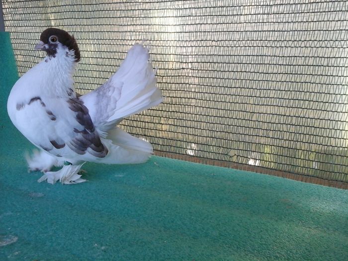 Femele inel 20352, 2014, 100 leibuc