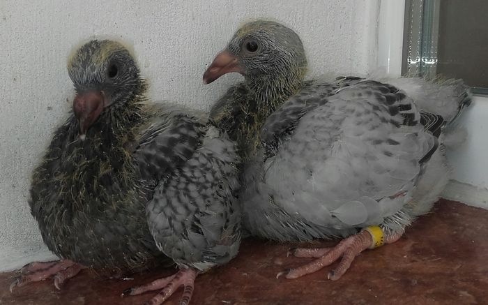 GUTI PE RAR 2016 - PENTRU CRESCATORII CARE SE RESPECTA