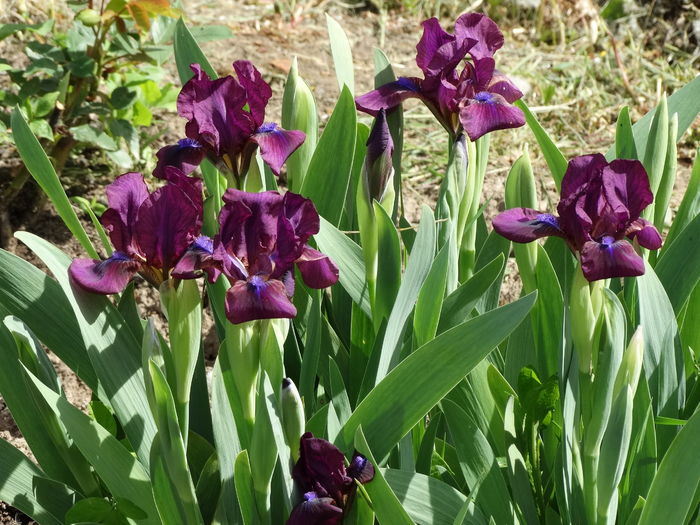 DSC03064 - b-primavara-2016