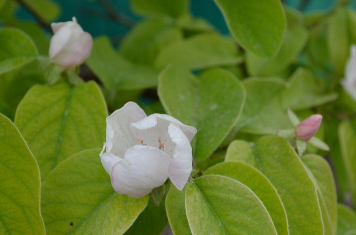 DSC_0088 - dragostea  de natura