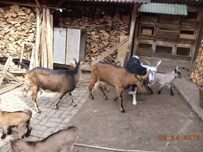 Aglomeratie cu capre - PRIMAVARA-2016