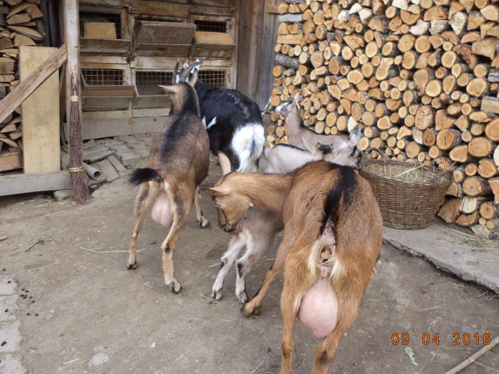 Alpinele cu iezii-gg4