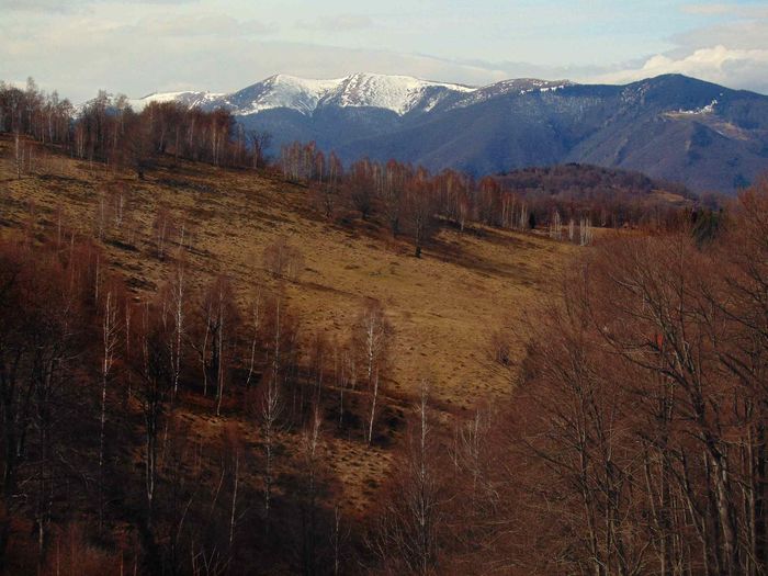 DSC04265 - Primavara 2016