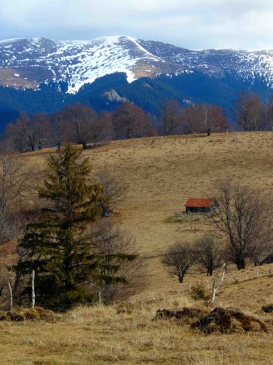 DSC04273 - Primavara 2016