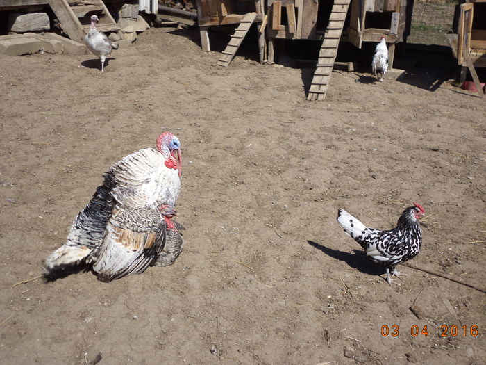 Curcanul si Hamburgul lui Costea