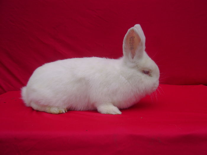 Masc D1 (RO358)-5 Luni- Luncavita - TL