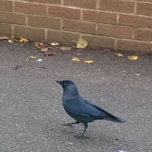 12292738_1722455691318318_1013797164_n - Birds  II