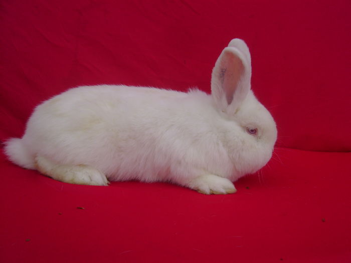 Masc A1 (RO348)-5 Luni-Luncavita - TL