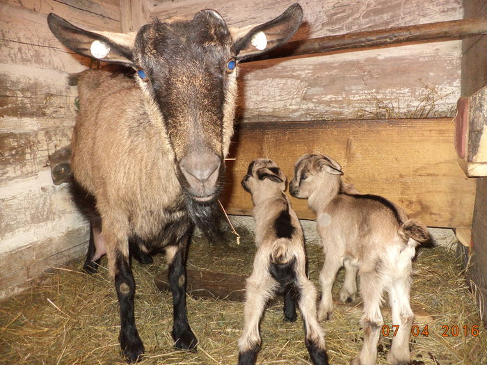 Iezii masculi a lui Pop Petrica-5