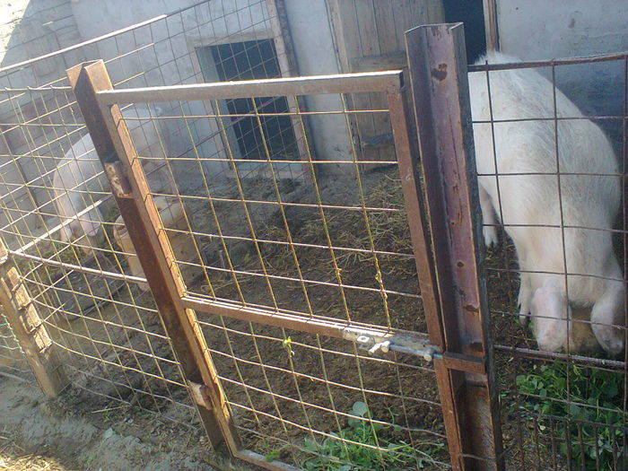 Fotografie0547[1] - Porci
