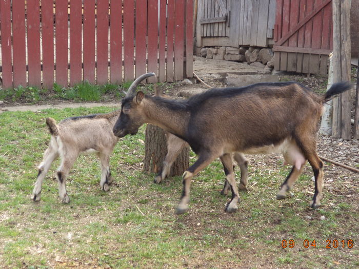 Negruta-8p5 - PRIMAVARA-2016