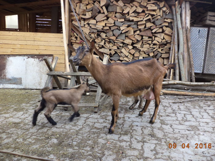 nfdfg - PRIMAVARA-2016