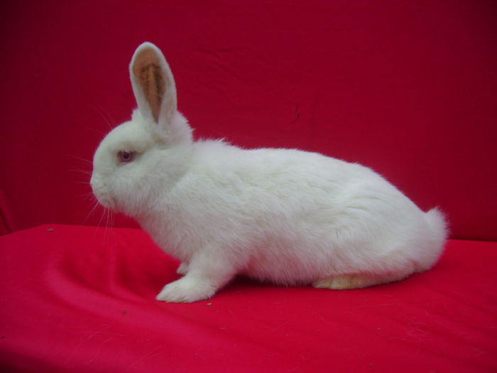 Fem I6(RO431)-3.5Luni-Luncavita - TL