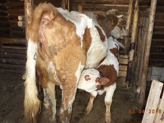 Vaca si taurasul lui Costea