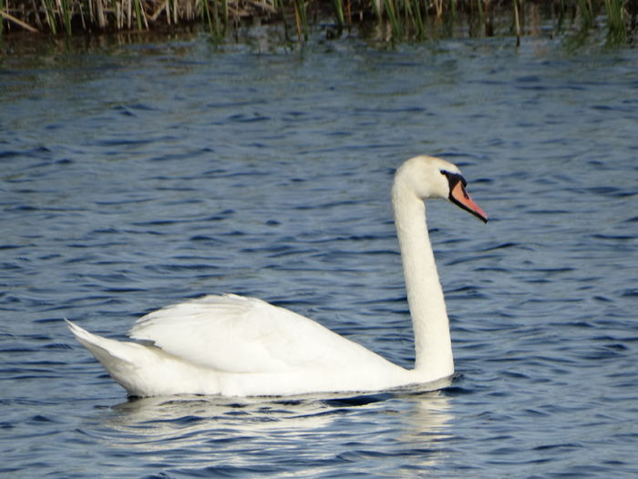 DSC00010 - Lebede pe Arges